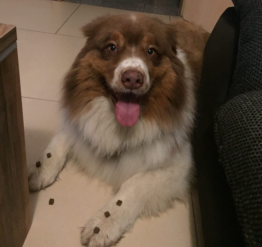 Leckerli auf dem Hund platzieren