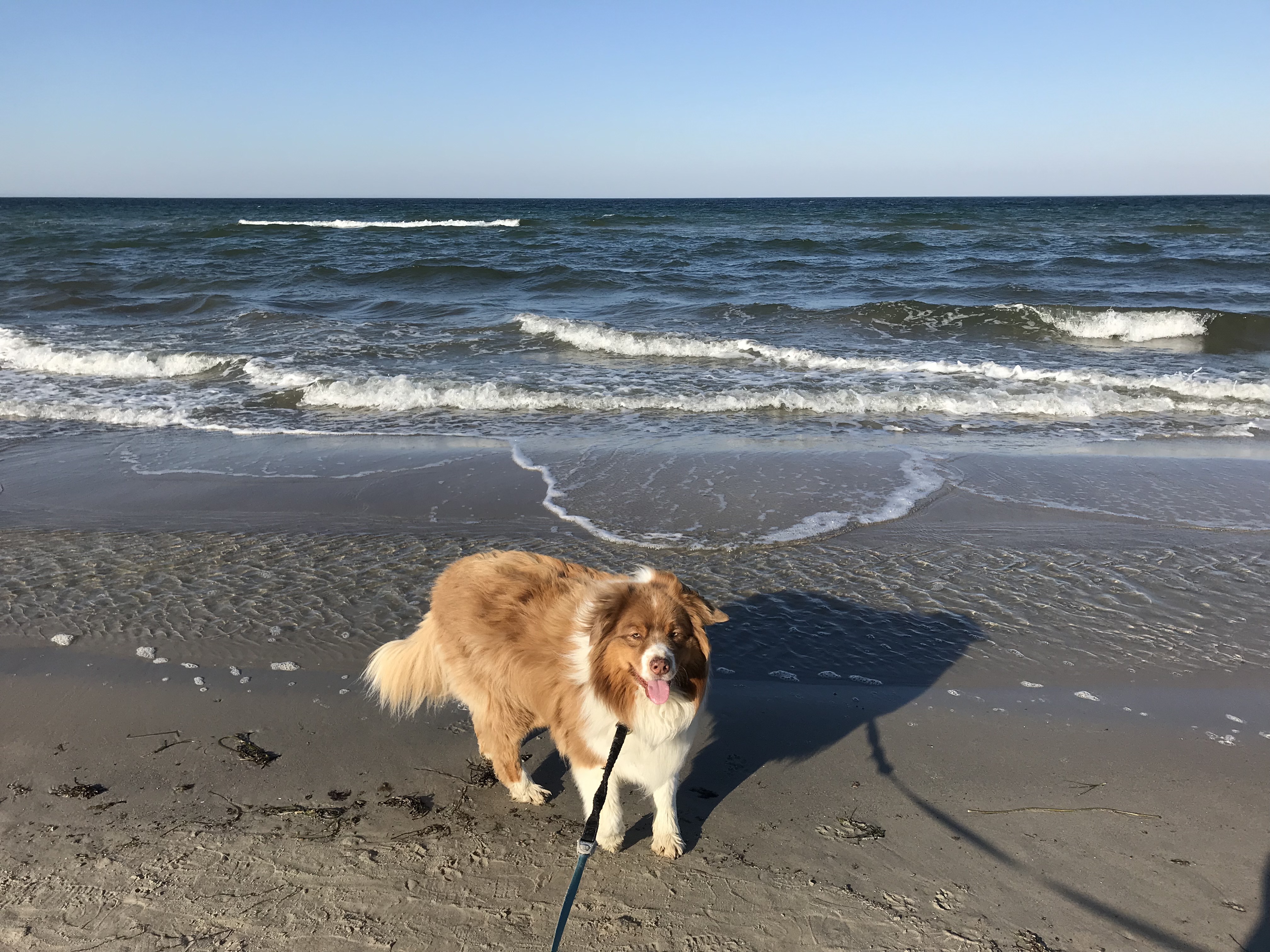 Hundeurlaub an der Ostsee in Boltenhagen