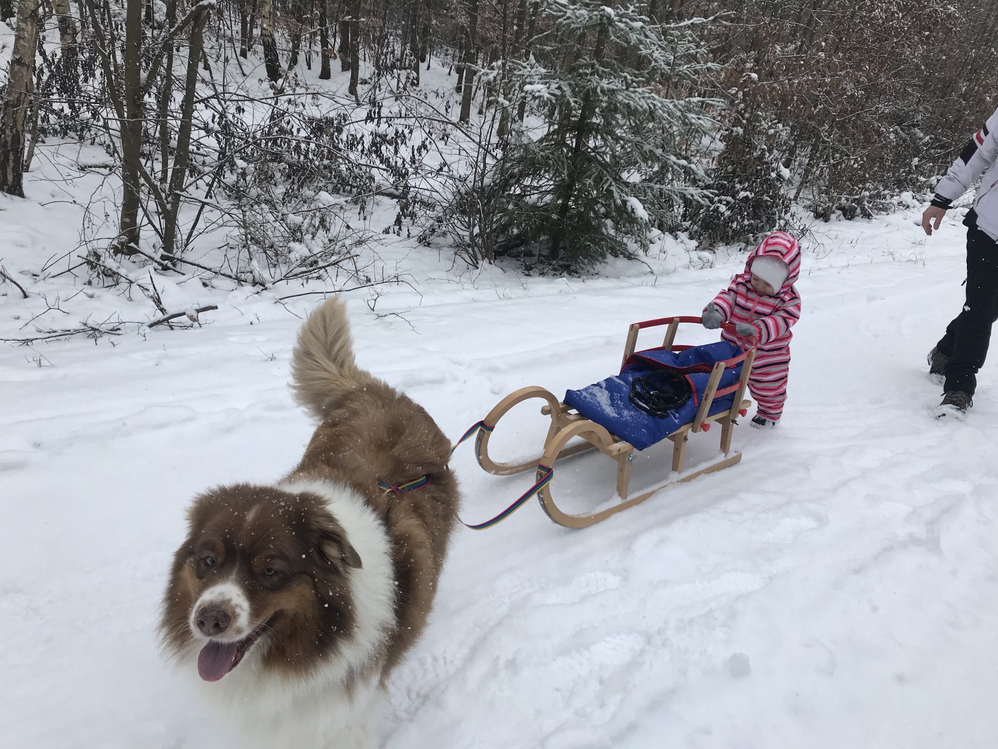 Schlittenhund Buddy: Schlitten fahren mit Baby und Hund ...